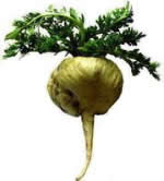 maca,potenciador sexual, viagra natural