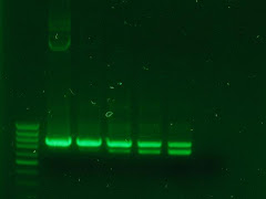 Primer PCR