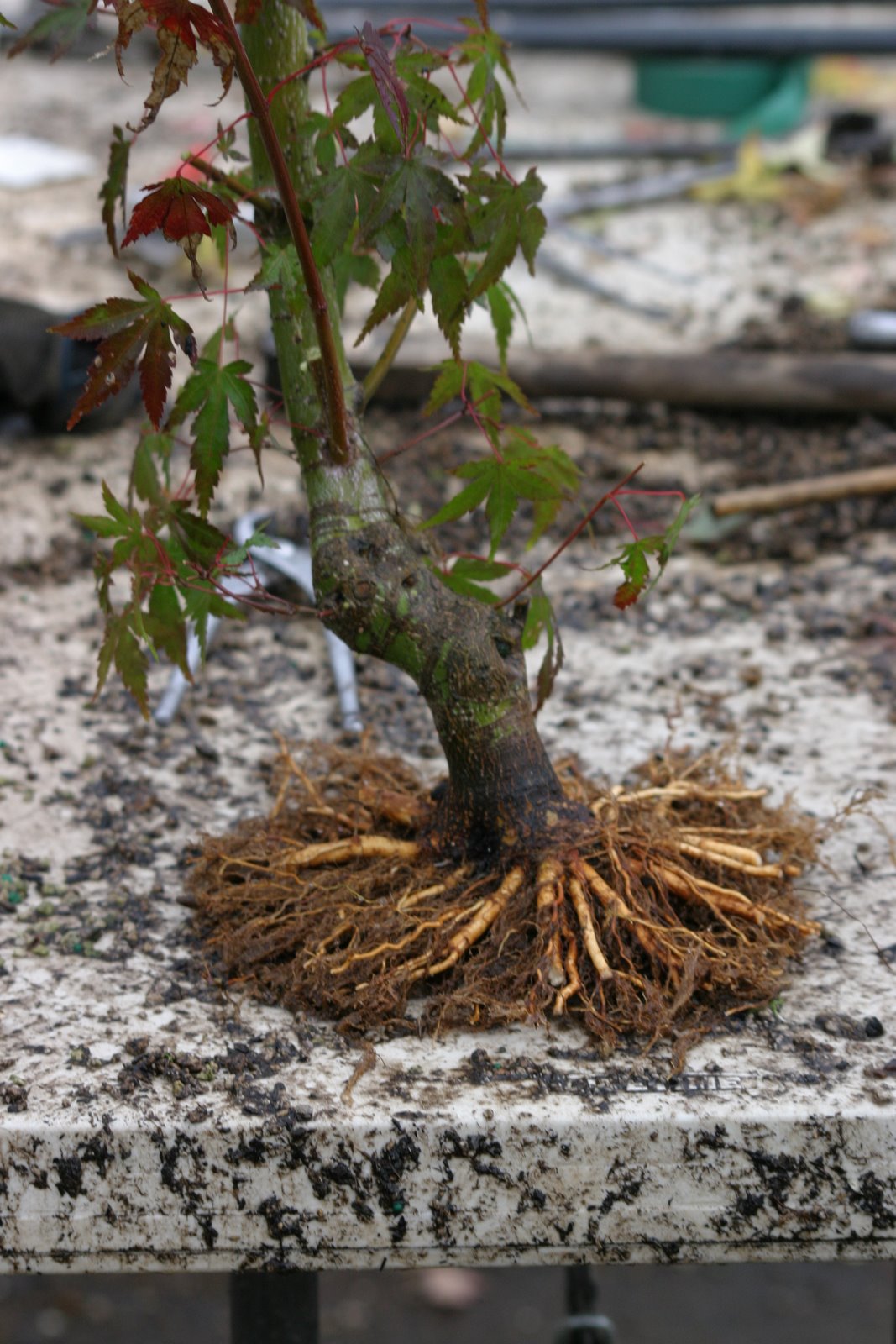 Feeding a Japanese Maple - Page 2