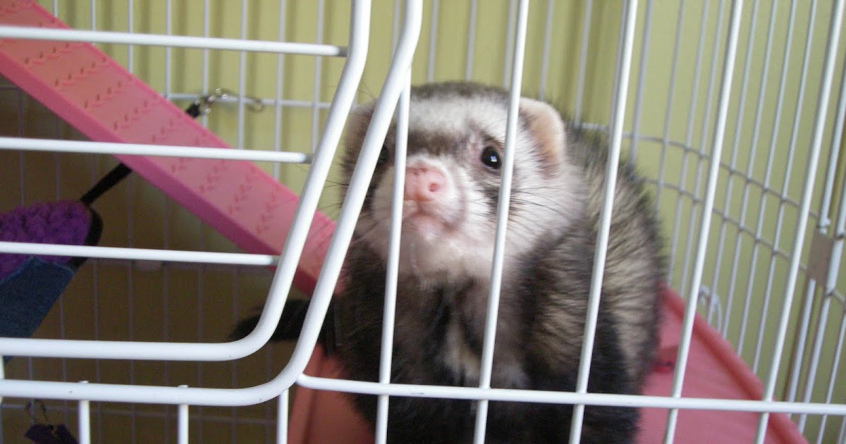 Ferrets in the North Creating a Ferret Room What and Why?
