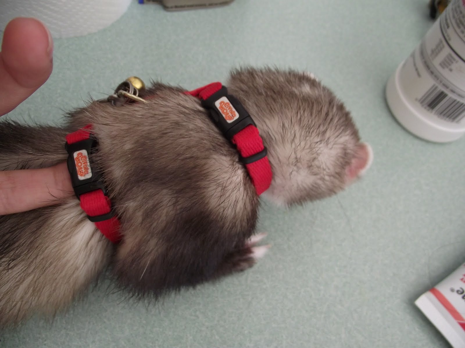 Ferrets in the North Walk this way Fitting a harness