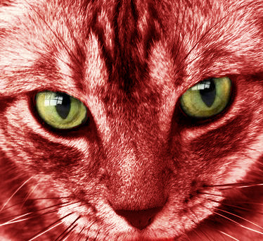Quiero una foto de.... - Página 6 Gato+Rojo