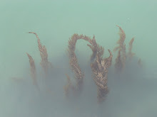 Venician Seaweed