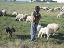 Shepherd with Flock