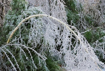Birches By Robert Frost Line By Line Analysis