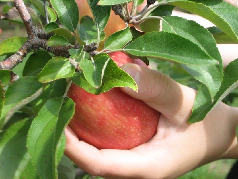 After apple picking essay