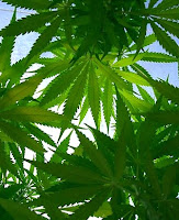 Legalize Marijuana