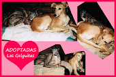 Las Galguitas ADOPTADAS!