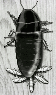 Nymphs of Cryptocercus obtain nutrition from the anal secretions of the adult. Image from Grimaldi and Engel, Evolution of the Insects, Cambridge University Press.