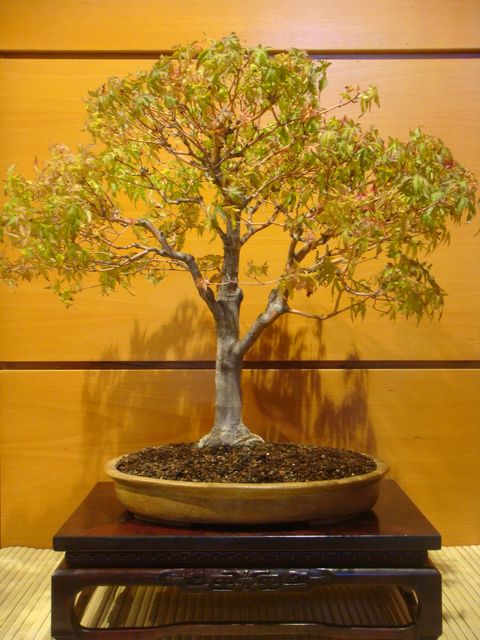 [DSC05093+-+copia.JPG]