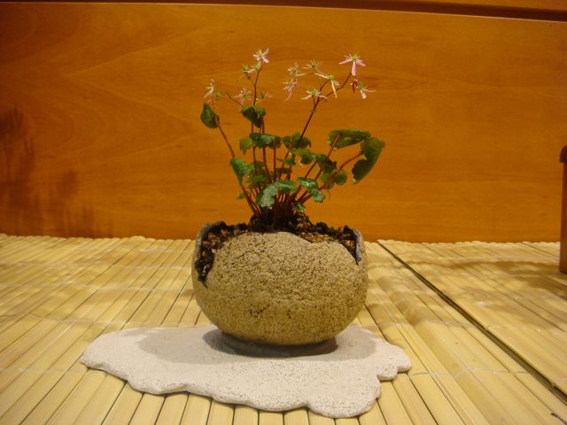 [DSC05146.JPG]