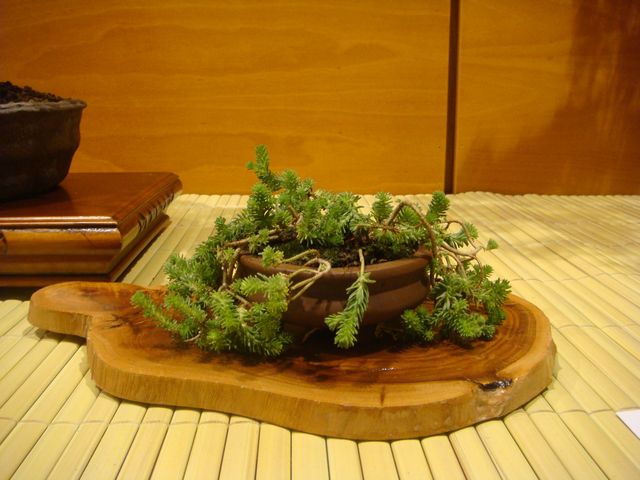 [DSC05145.JPG]