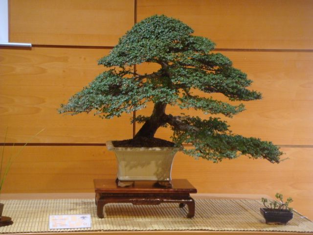 [DSC05019.JPG]