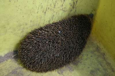 Riccio Veicolante Zecche