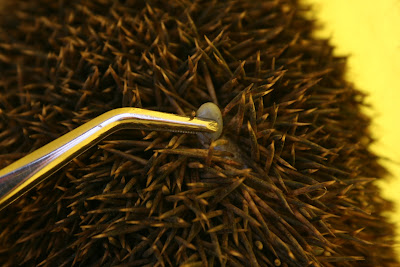 Zecca su Riccio