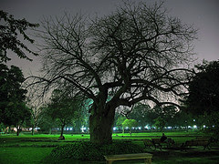 Dead but Beautiful in Lawrence Garden