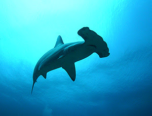 Hammerhead shark