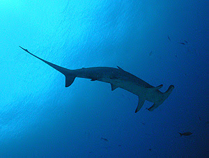 Hammerhead shark