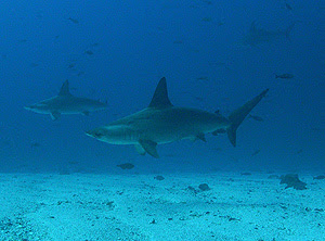 Hammerhead sharks