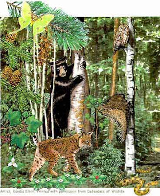 Wisconsin Forests