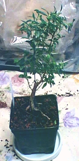 [bonsai+serissa.jpg]