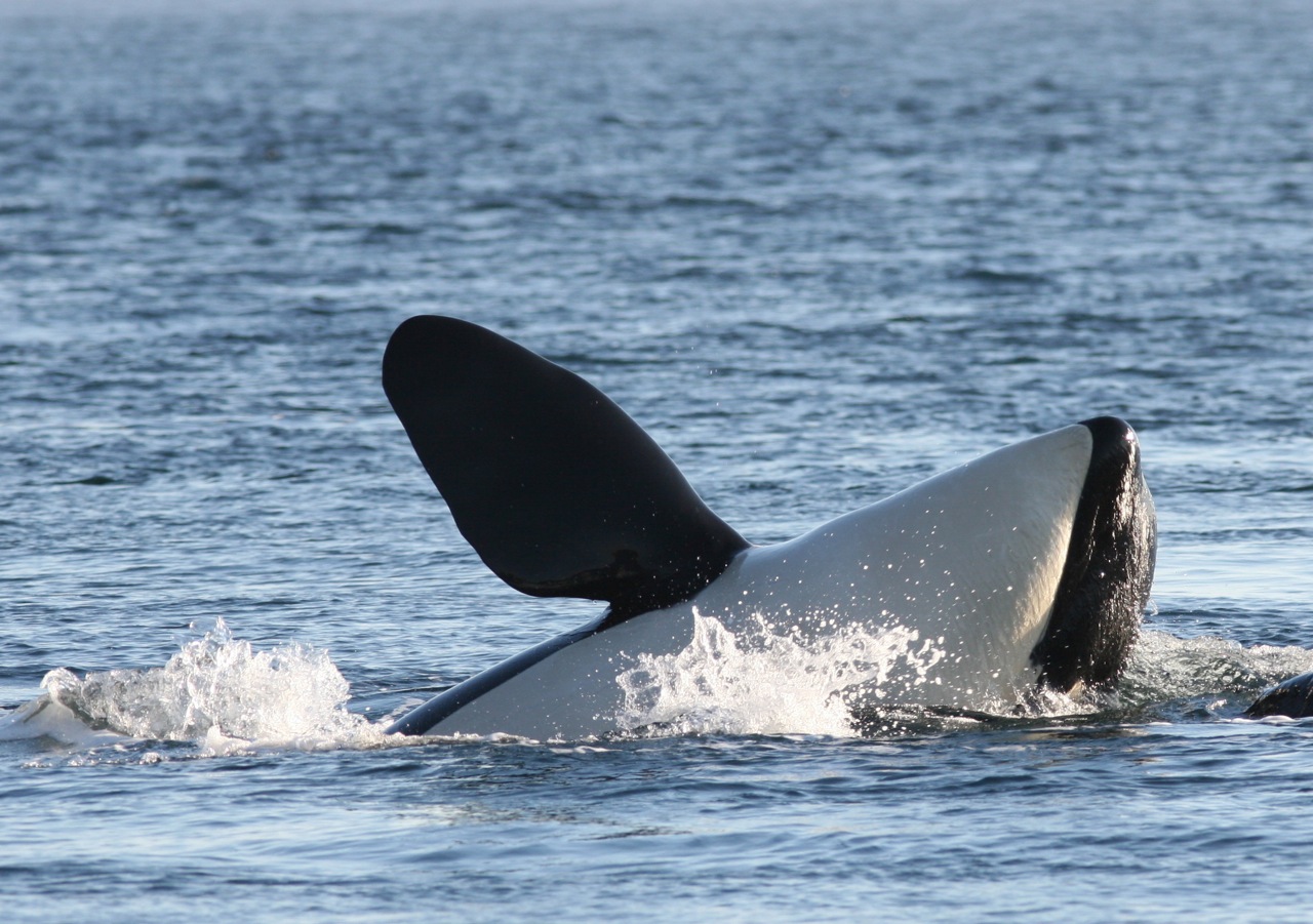 keeping marine mammals in captivity essay Keeping orcas in aquariums deprives them of crucial aspects of their lives and other large marine mammals, in captivity are they right. keeping marine mammals in captivity essay Keeping orcas in aquariums deprives them of crucial aspects of their lives and other large marine mammals, in captivity are they right.