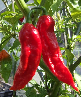 bhut jolokia hottest chilli in the world