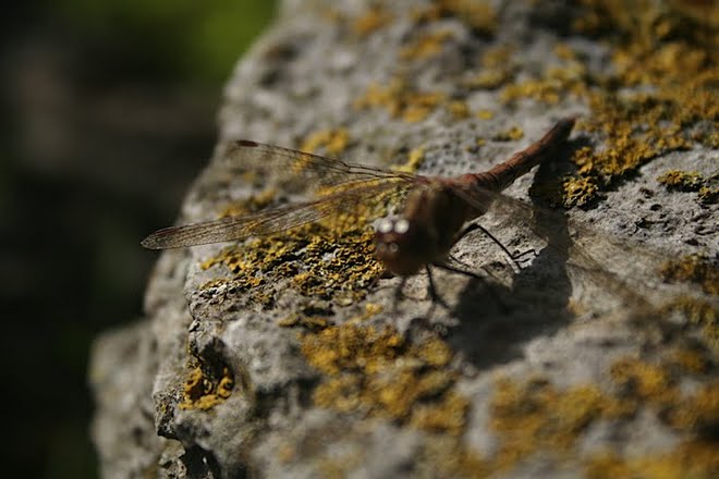 SLR Camera Practice