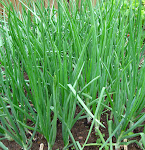 Green Onions