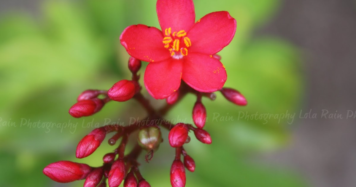 Lola's Child tropical flowers