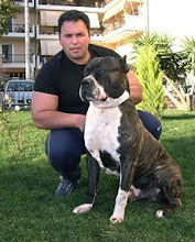 Bandog.info