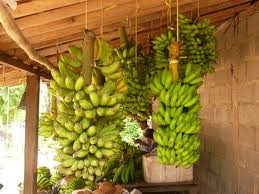 Banana fruit benefit for health Banana fruit benefit for health