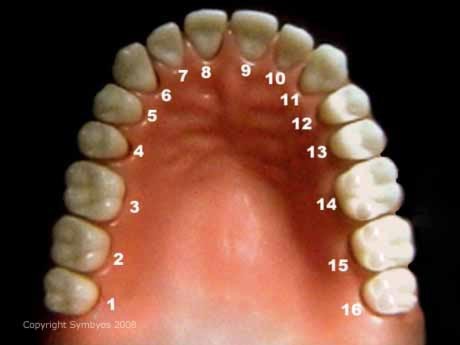 dental arch