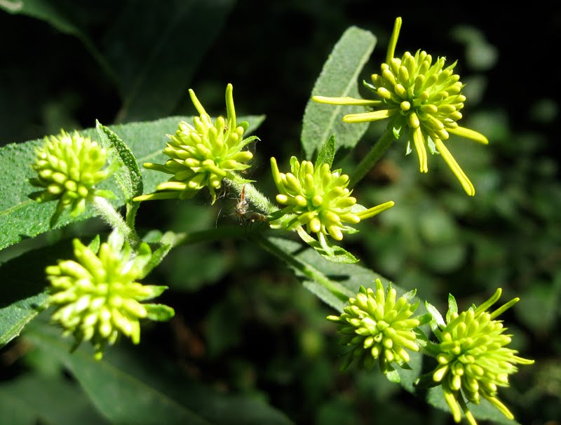 Green Spiky Flowers