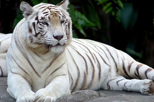 White Tiger White Tiger