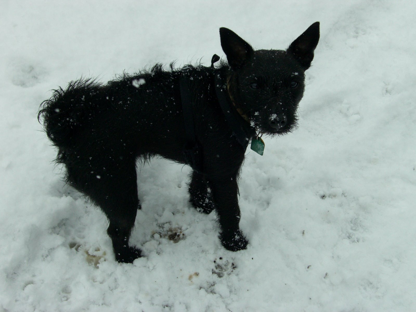 [Molly+loves+the+snow+001.JPG]