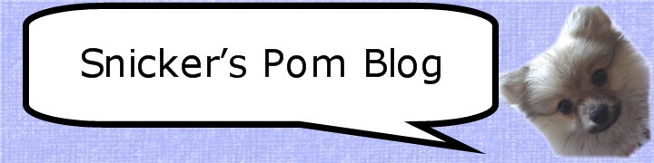 Snicker's Pom Blog