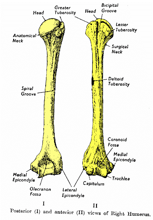 The arm bone is connected to the shoulder bone… Images - Frompo