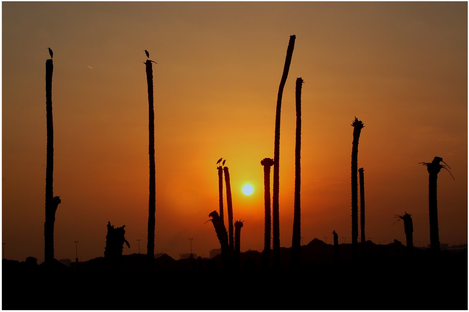 [DSC_0202d.jpg]