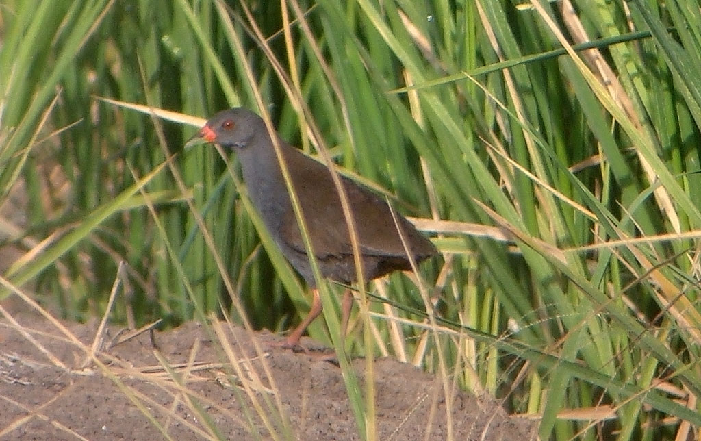 [Crake+Piquirroja.jpg]