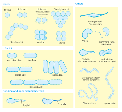 different types of bacteria shapes and info