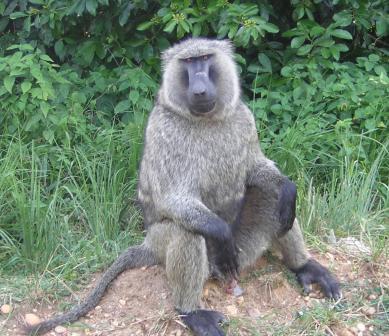 [baboon-compress.JPG]