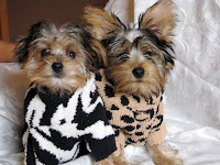 This is the perfect sweater to buy for every dog that deserves the best all year long