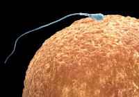  Human sperm fertilising an egg  Photo - GETTY  