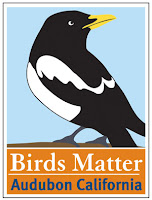 Free Birds Matter Sticker