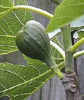  معجزة شجرة التين التي يبست  Fig-frut