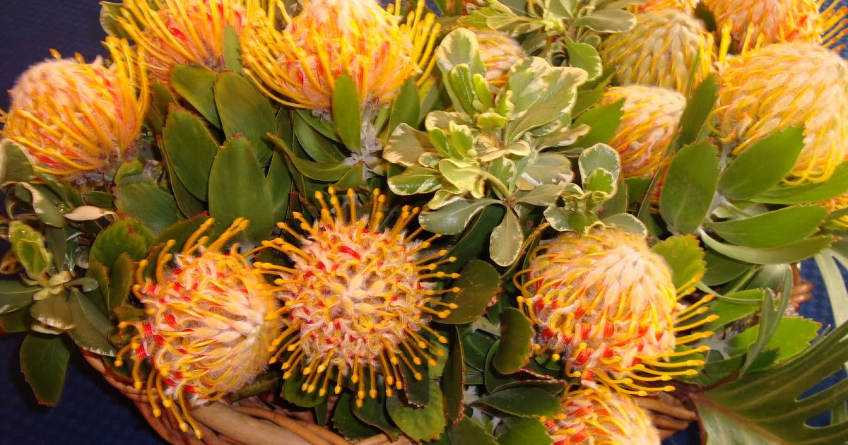 Entertaining From an Ethnic Indian Kitchen Pincushion Proteas