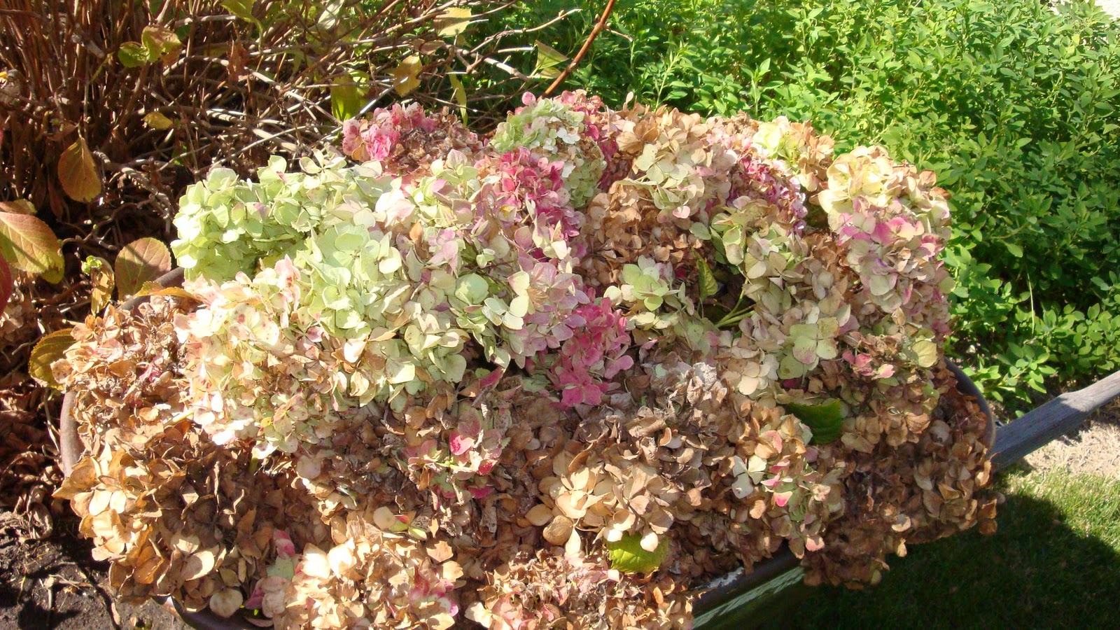 Entertaining From an Ethnic Indian Kitchen Deadheading the Hydrangeas