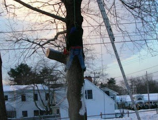 Up a tree.