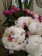 IO adoro LE PEONIE